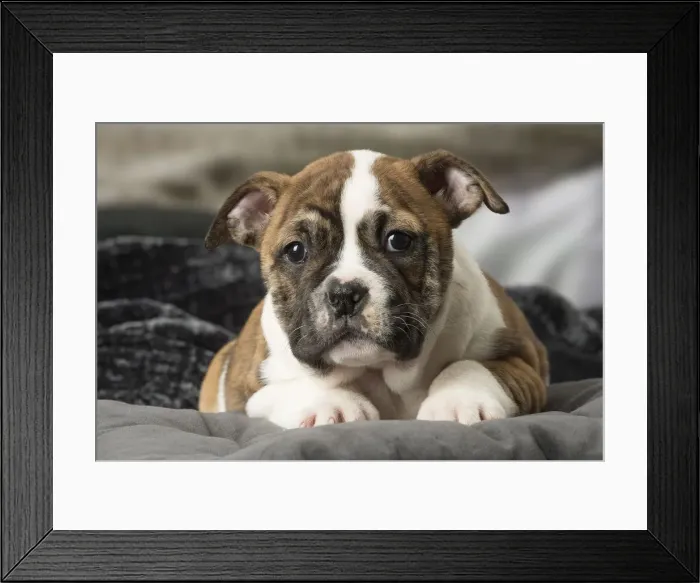 Framed Print : Picture No. 12009976 Framed Print : Picture No. 12009976