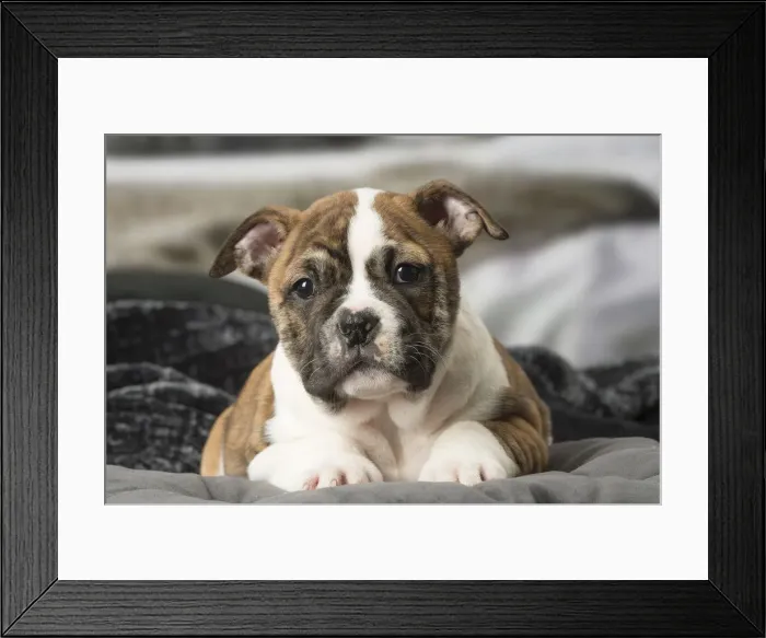 Framed Print : Picture No. 12009977 Framed Print : Picture No. 12009977