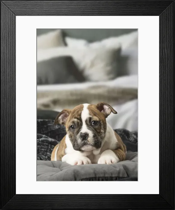 Framed Print : Picture No. 12009978 Framed Print : Picture No. 12009978