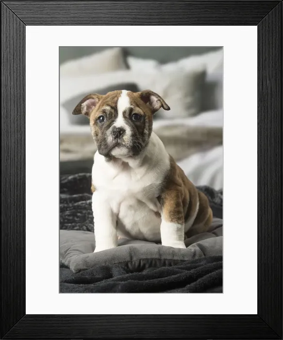 Framed Print : Picture No. 12009979 Framed Print : Picture No. 12009979