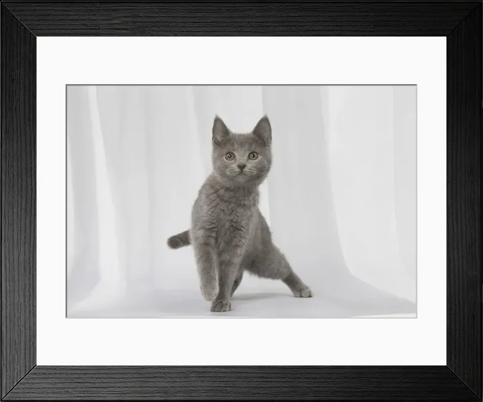 Framed Print : Picture No. 12009980 Framed Print : Picture No. 12009980
