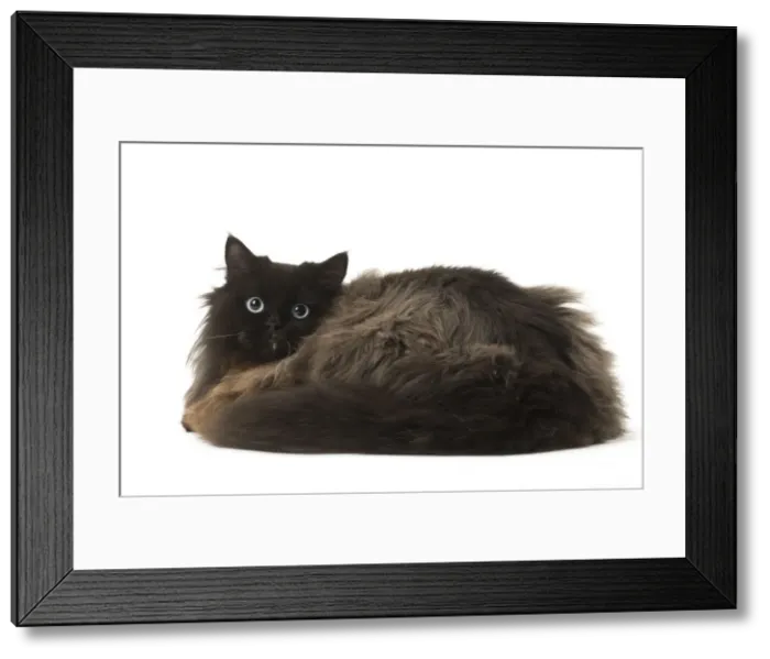 Framed Print : Picture No. 12009981 Framed Print : Picture No. 12009981