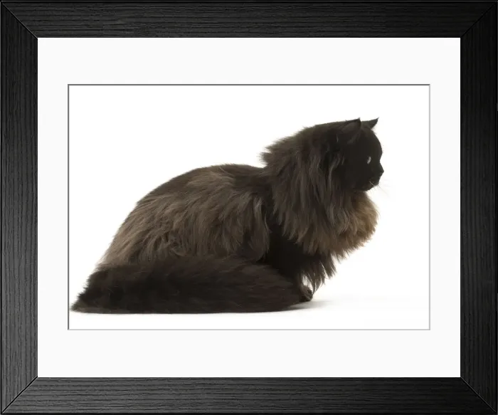 Framed Print : Picture No. 12009983 Framed Print : Picture No. 12009983