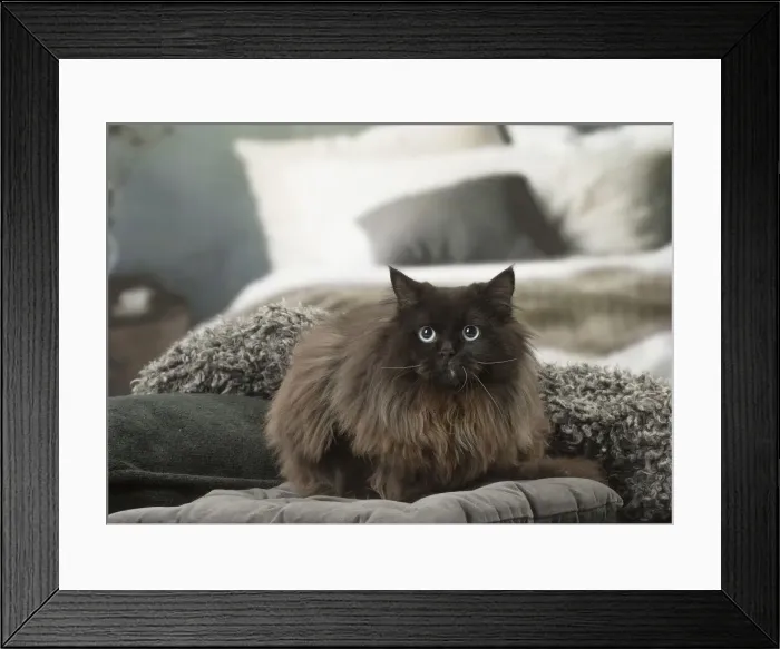 Framed Print : Picture No. 12009984 Framed Print : Picture No. 12009984