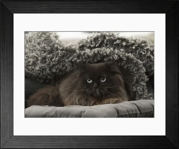 Framed Print : Picture No. 12009985 Framed Print : Picture No. 12009985