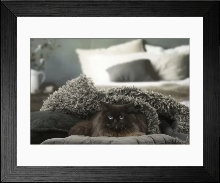 Framed Print : Picture No. 12009986 Framed Print : Picture No. 12009986