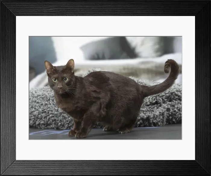 Framed Print : Picture No. 12009987 Framed Print : Picture No. 12009987
