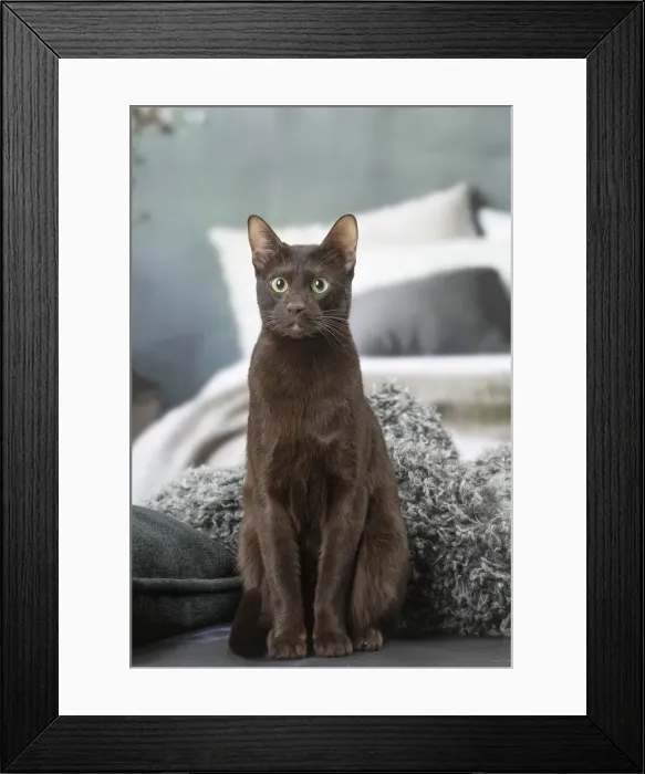 Framed Print : Picture No. 12009990 Framed Print : Picture No. 12009990