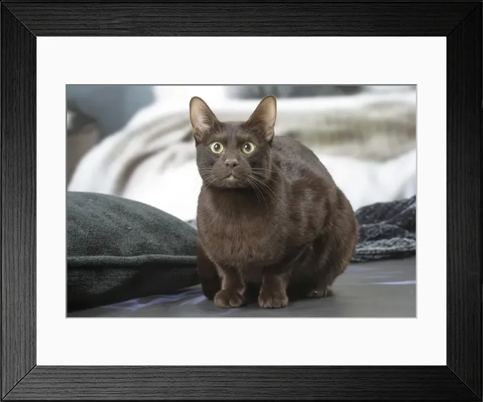 Framed Print : Picture No. 12009991 Framed Print : Picture No. 12009991