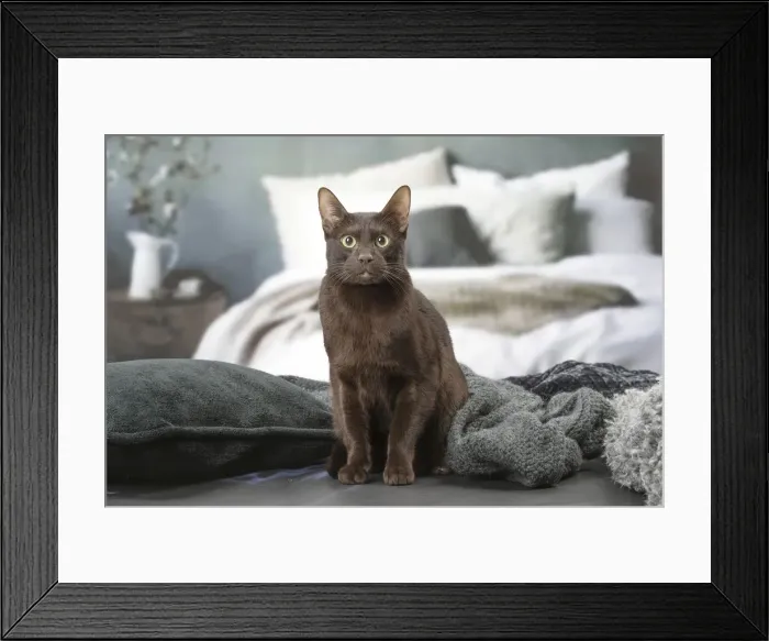 Framed Print : Picture No. 12009992 Framed Print : Picture No. 12009992