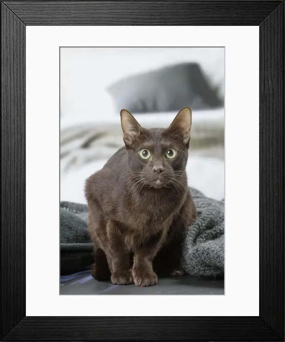 Framed Print : Picture No. 12009993 Framed Print : Picture No. 12009993