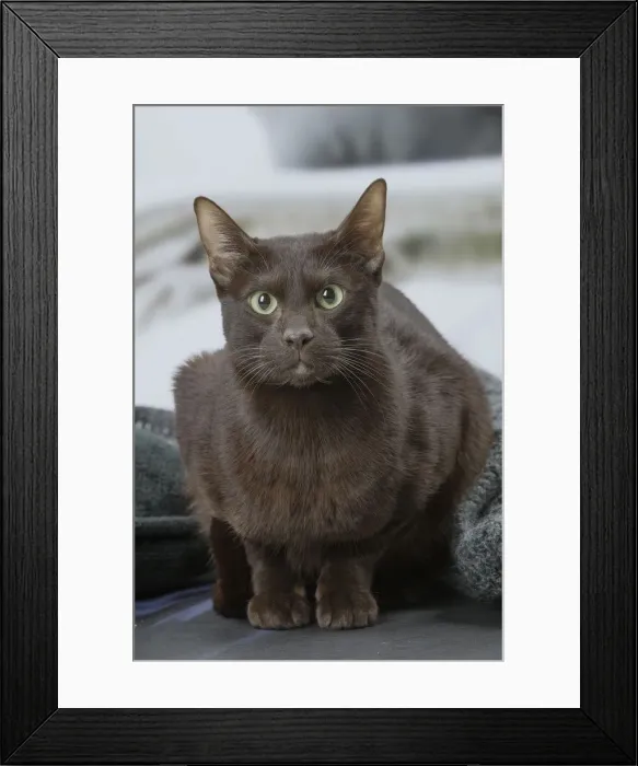 Framed Print : Picture No. 12009994 Framed Print : Picture No. 12009994