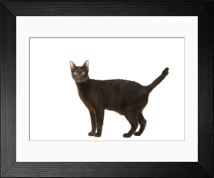 Framed Print : Picture No. 12009996 Framed Print : Picture No. 12009996