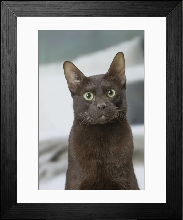 Framed Print : Picture No. 12009995 Framed Print : Picture No. 12009995