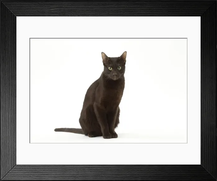 Framed Print : Picture No. 12009997 Framed Print : Picture No. 12009997