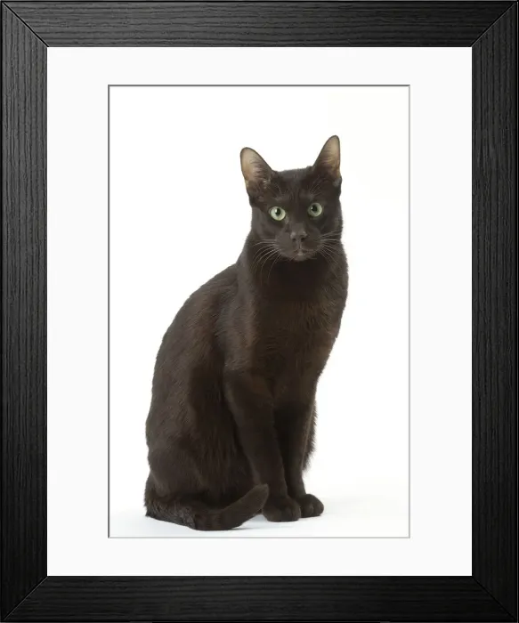 Framed Print : Picture No. 12009998 Framed Print : Picture No. 12009998