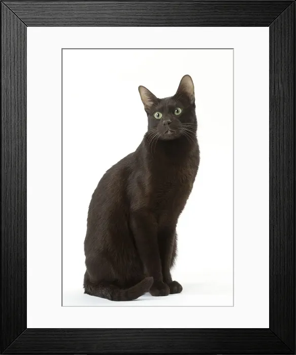 Framed Print : Picture No. 12009999 Framed Print : Picture No. 12009999