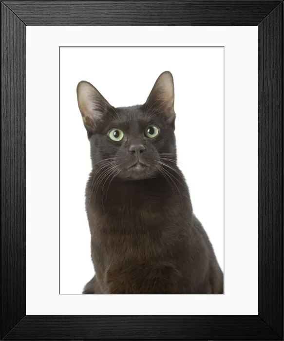 Framed Print : Picture No. 12010000 Framed Print : Picture No. 12010000