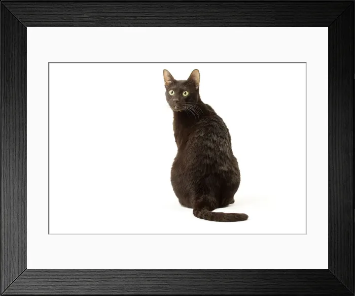 Framed Print : Picture No. 12010001 Framed Print : Picture No. 12010001