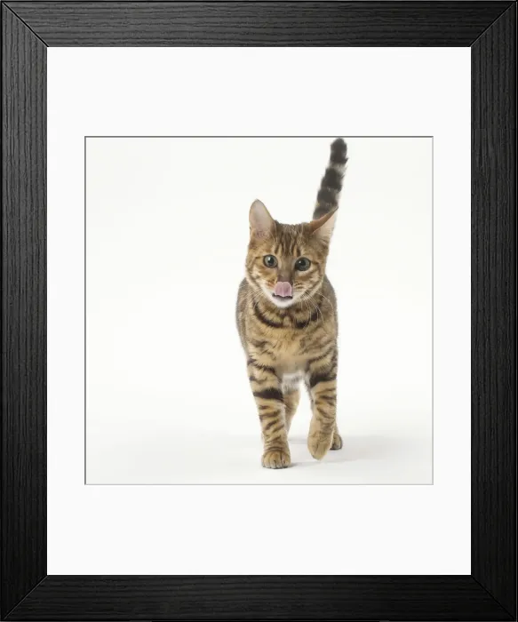 Framed Print : Picture No. 12010002 Framed Print : Picture No. 12010002