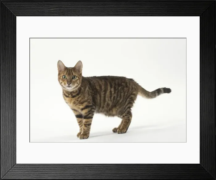 Framed Print : Picture No. 12010003 Framed Print : Picture No. 12010003