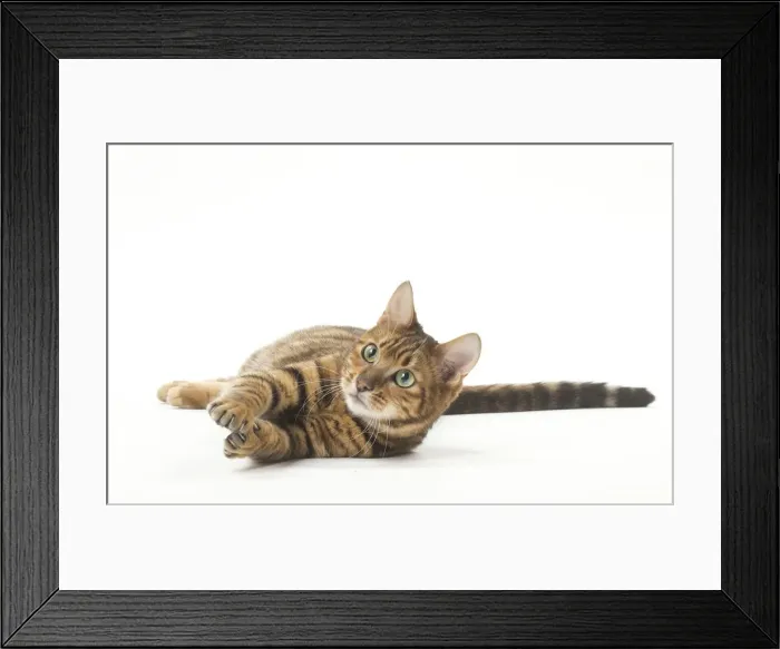 Framed Print : Picture No. 12010005 Framed Print : Picture No. 12010005