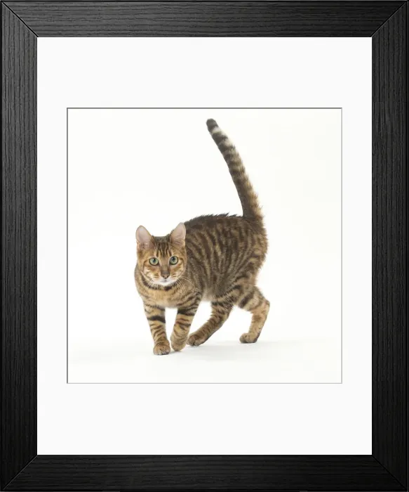 Framed Print : Picture No. 12010006 Framed Print : Picture No. 12010006