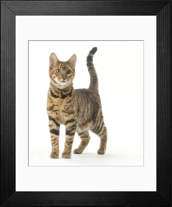 Framed Print : Picture No. 12010007 Framed Print : Picture No. 12010007