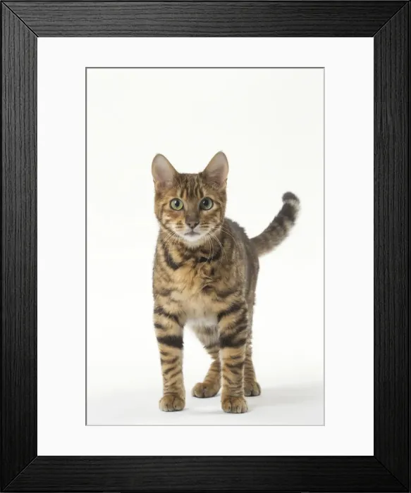 Framed Print : Picture No. 12010008 Framed Print : Picture No. 12010008