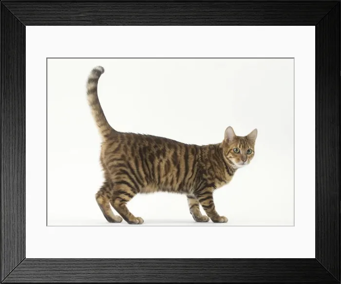 Framed Print : Picture No. 12010009 Framed Print : Picture No. 12010009
