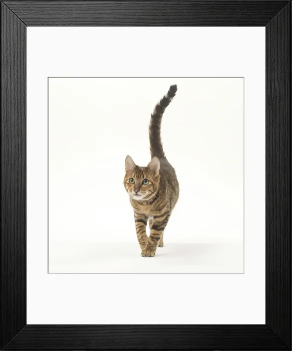 Framed Print : Picture No. 12010010 Framed Print : Picture No. 12010010