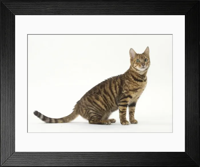 Framed Print : Picture No. 12010011 Framed Print : Picture No. 12010011