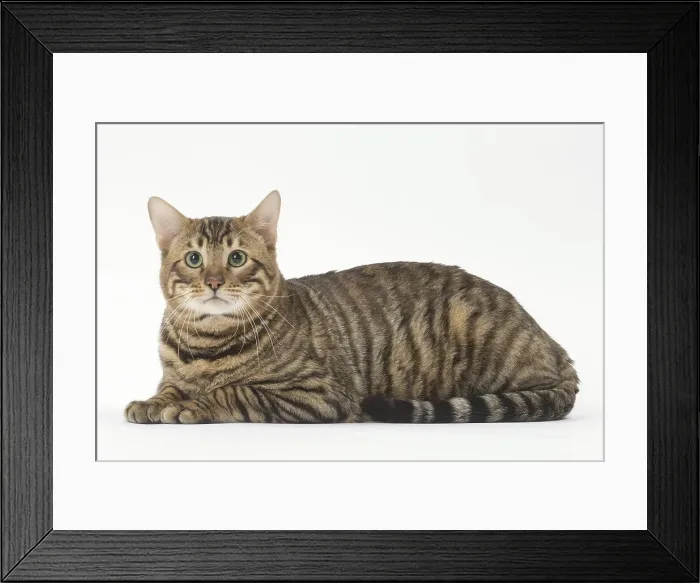 Framed Print : Picture No. 12010012 Framed Print : Picture No. 12010012