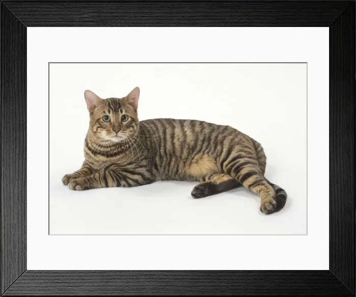 Framed Print : Picture No. 12010013 Framed Print : Picture No. 12010013