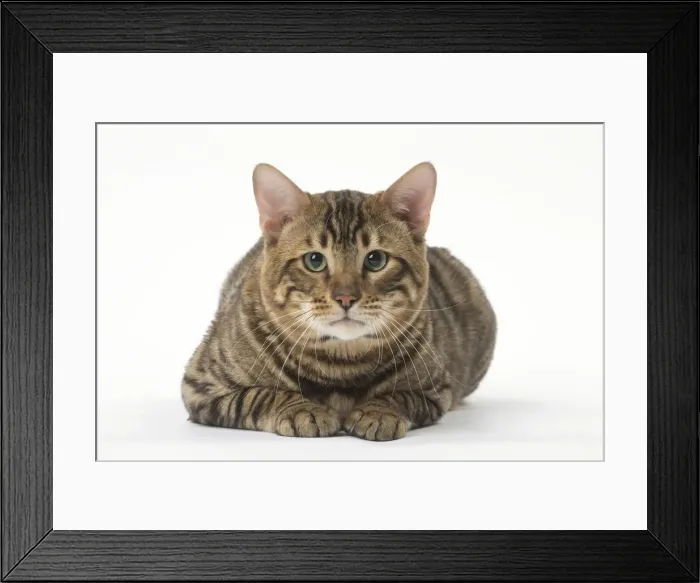 Framed Print : Picture No. 12010014 Framed Print : Picture No. 12010014