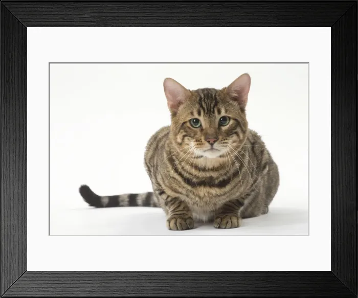 Framed Print : Picture No. 12010015 Framed Print : Picture No. 12010015