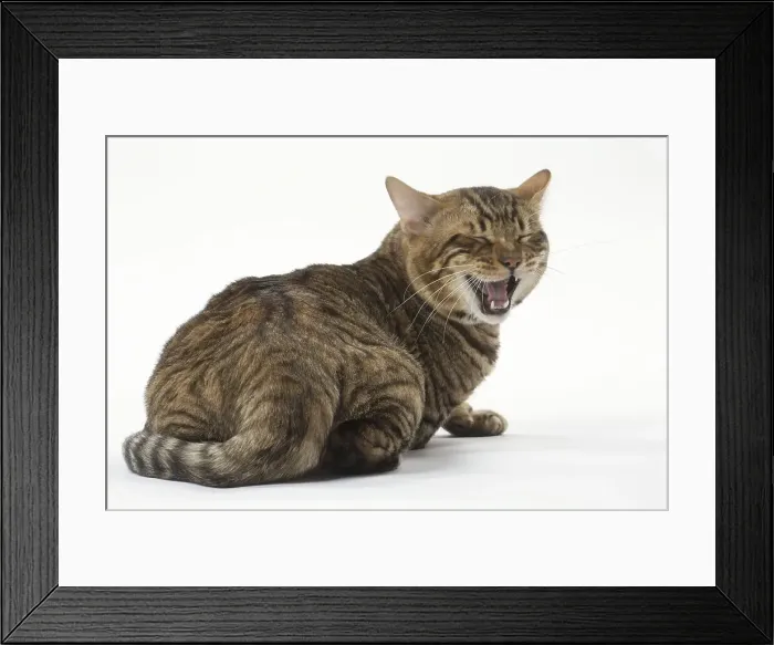 Framed Print : Picture No. 12010016 Framed Print : Picture No. 12010016