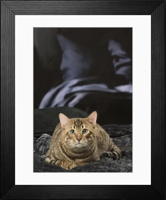 Framed Print : Picture No. 12010018
