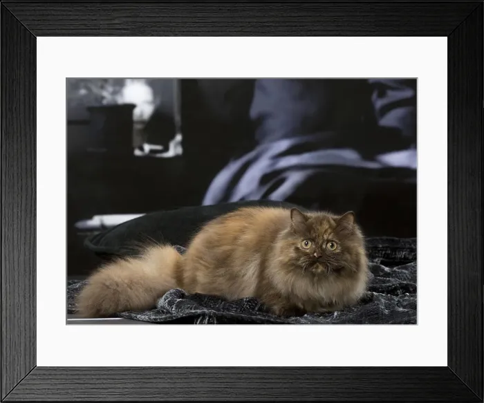 Framed Print : Picture No. 12010019 Framed Print : Picture No. 12010019
