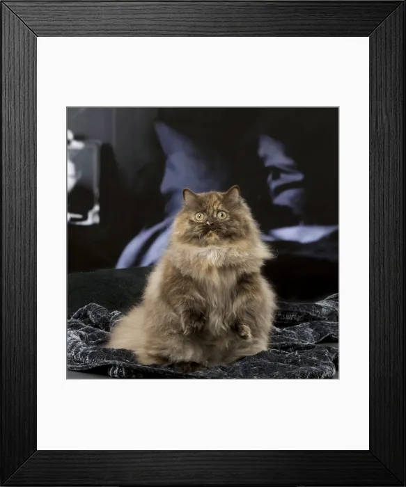 Framed Print : Picture No. 12010020 Framed Print : Picture No. 12010020