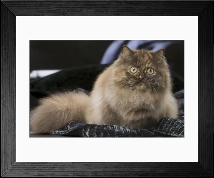 Framed Print : Picture No. 12010021