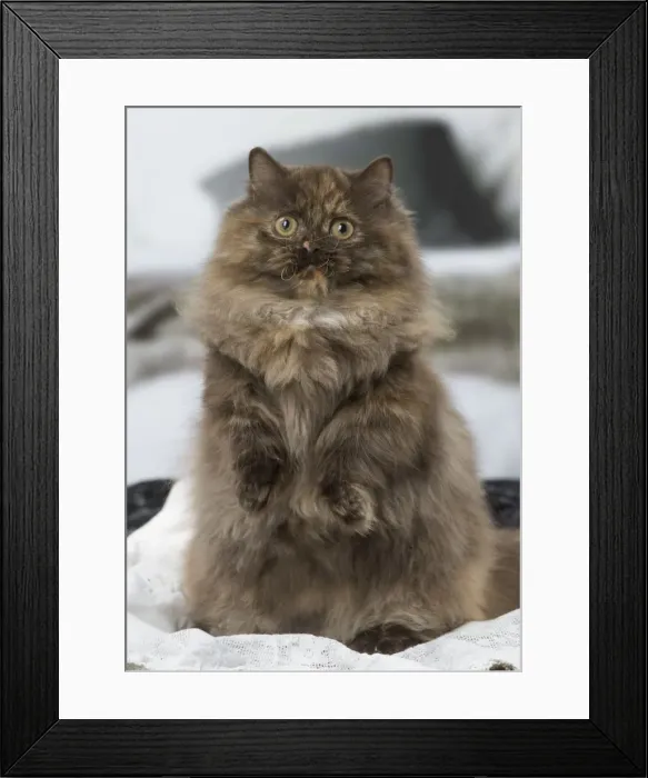 Framed Print : Picture No. 12010024 Framed Print : Picture No. 12010024