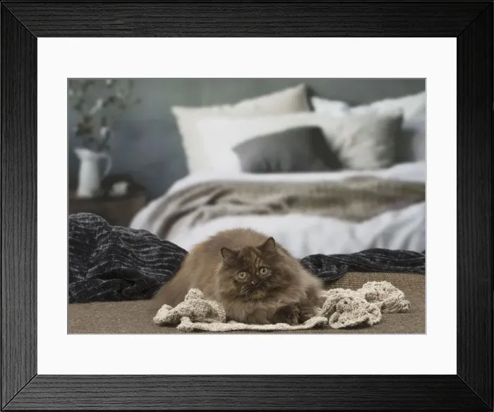 Framed Print : Picture No. 12010027 Framed Print : Picture No. 12010027