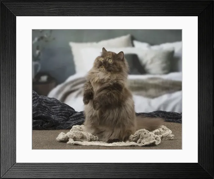 Framed Print : Picture No. 12010028