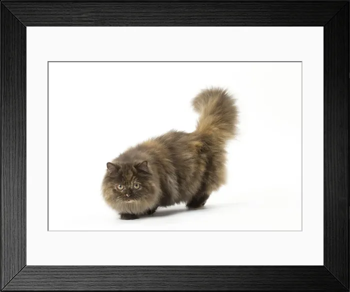 Framed Print : Picture No. 12010029 Framed Print : Picture No. 12010029