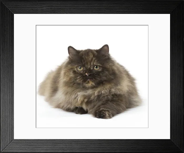 Framed Print : Picture No. 12010030 Framed Print : Picture No. 12010030