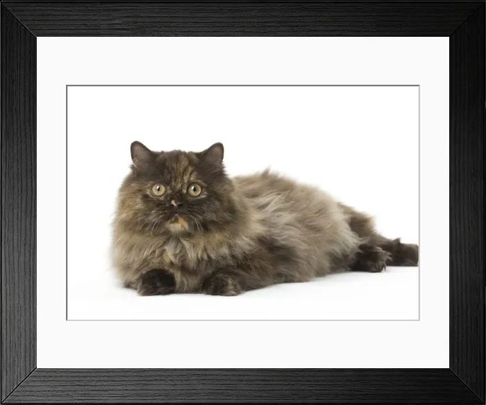 Framed Print : Picture No. 12010031 Framed Print : Picture No. 12010031