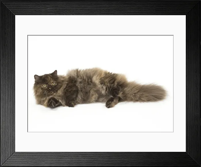 Framed Print : Picture No. 12010032 Framed Print : Picture No. 12010032