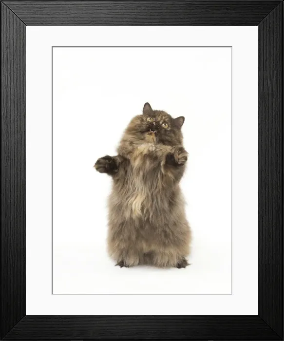 Framed Print : Picture No. 12010033 Framed Print : Picture No. 12010033
