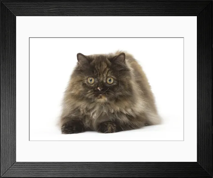 Framed Print : Picture No. 12010034 Framed Print : Picture No. 12010034